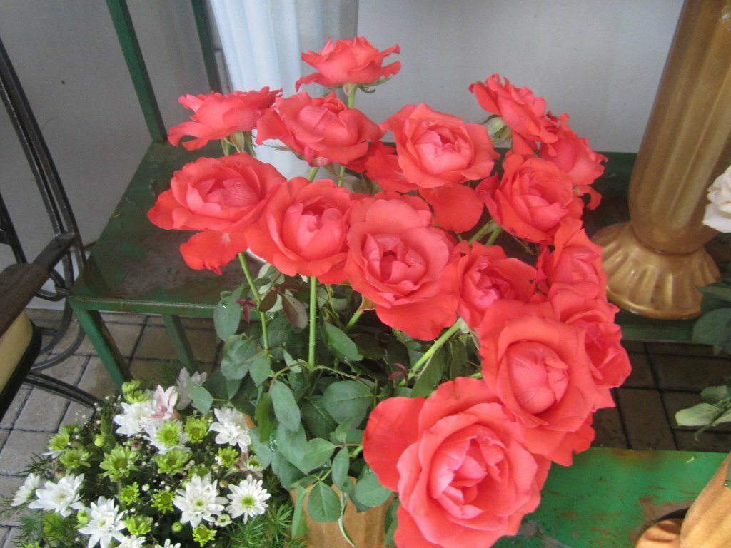 Красная сочинская роза
