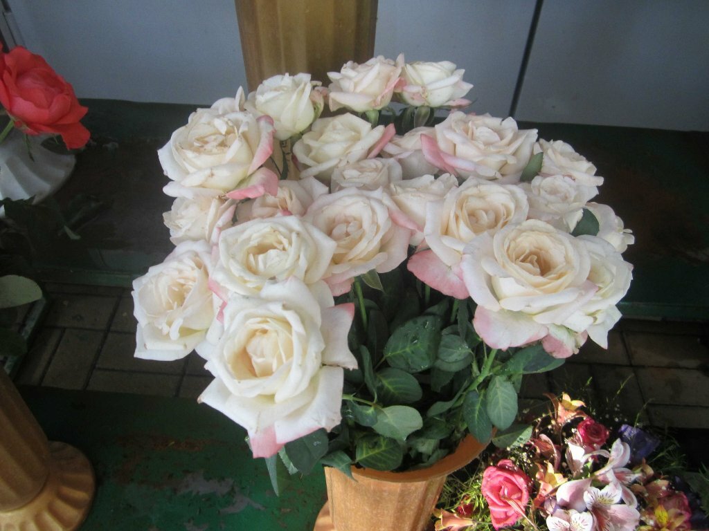 Белая местная ковказская роза