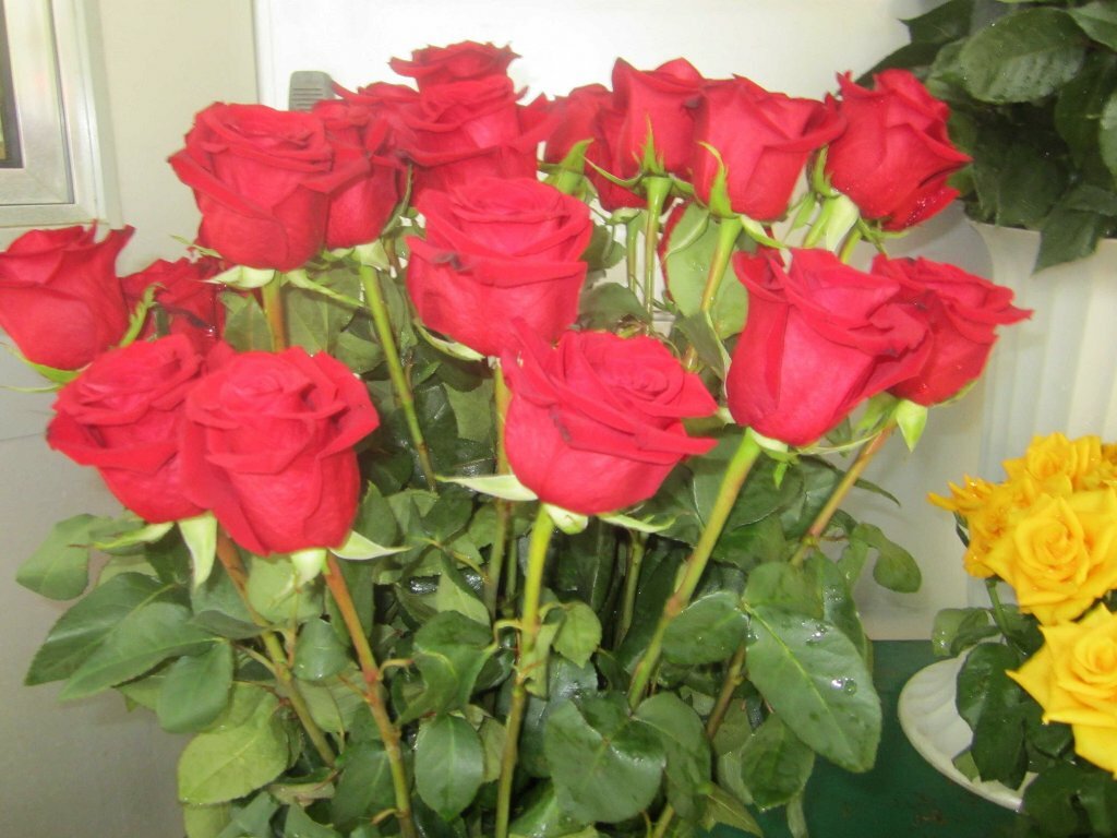 Красная голландская роза